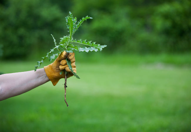 Pulling Weeds? 10 Tips for Easier Weed Control