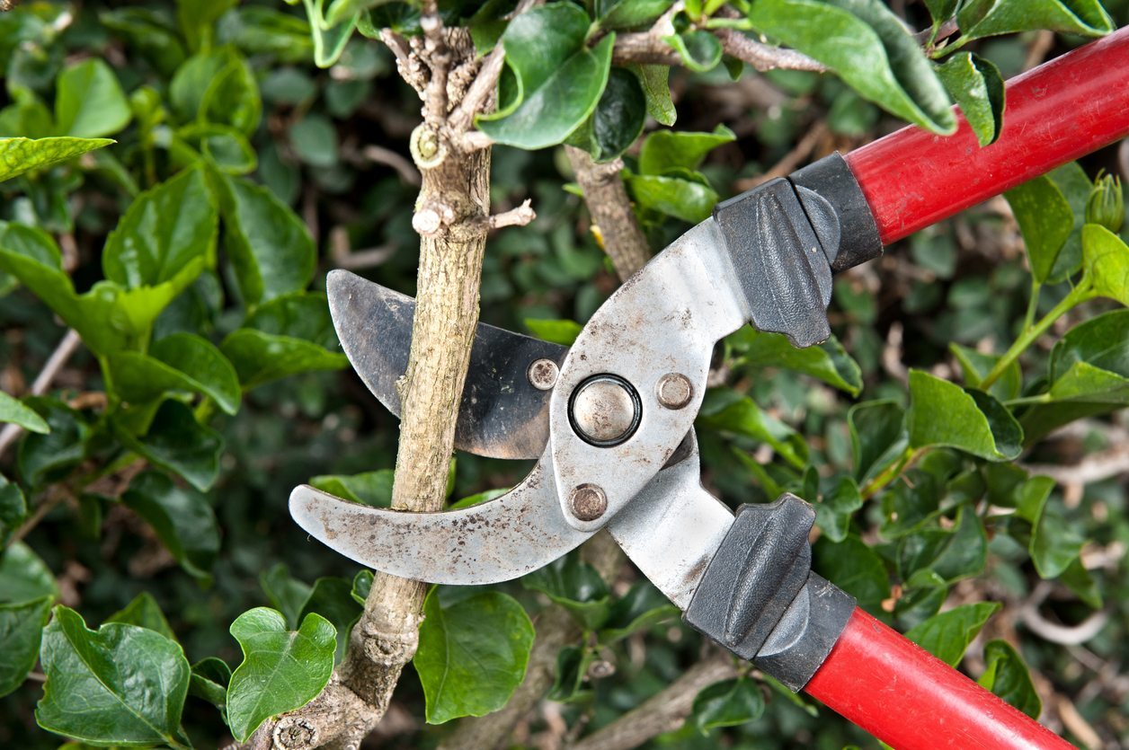 What To Do With Overgrown Shrubs: Tips For Overgrown Shrub Pruning